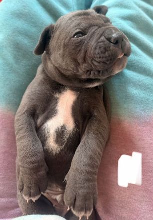 Cane Corso Welpen