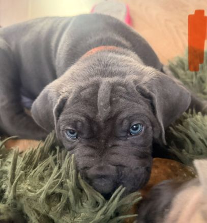 Cane Corso Welpen