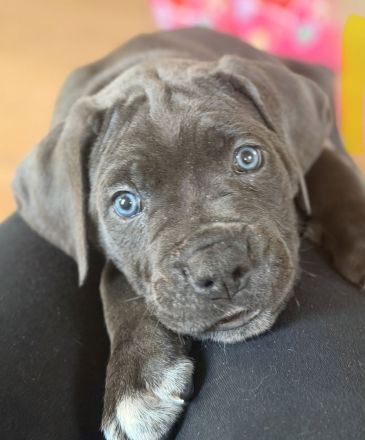 Cane Corso Welpen