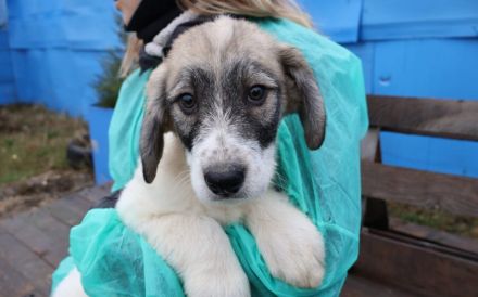 Wann hat Lakota Glück?