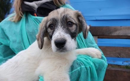 Wann hat Lakota Glück?