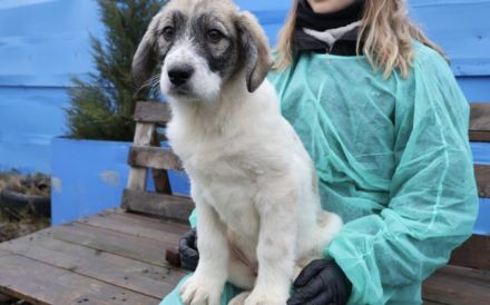Wann hat Lakota Glück?