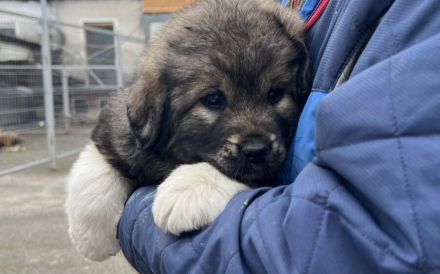 Flauschiger Teddy Aluna sucht Zuhause