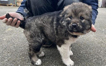 Flauschiger Teddy Aluna sucht Zuhause