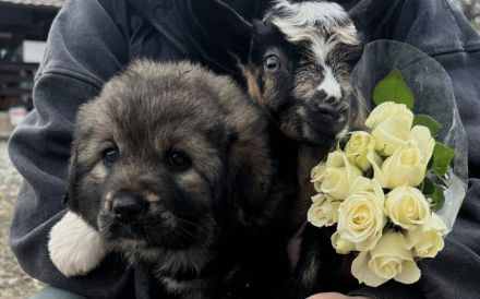 Flauschiger Teddy Aluna sucht Zuhause