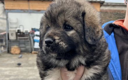 Flauschiger Teddy Aluna sucht Zuhause