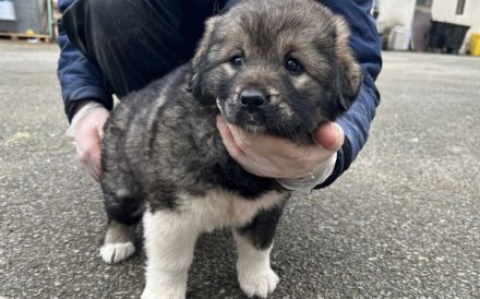Flauschiger Teddy Aluna sucht Zuhause