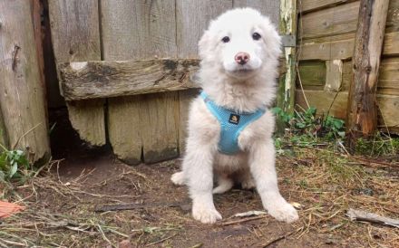 Pippin kuschelt sich direkt ins Herz