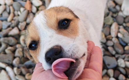 Zuckermaus Clärchen sucht ihr Glück
