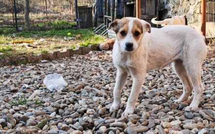 Zuckermaus Clärchen sucht ihr Glück