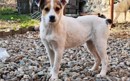 Zuckermaus Clärchen sucht ihr Glück