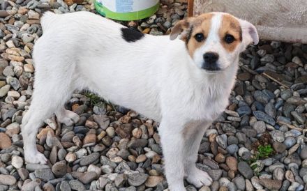 Zuckermaus Clärchen sucht ihr Glück