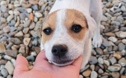 Zuckermaus Clärchen sucht ihr Glück