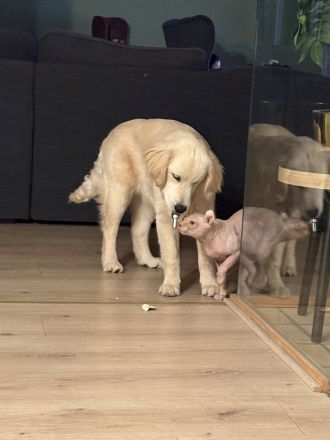 Golden Retriever Hündin sucht