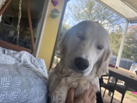 Golden Retriever Hündin sucht