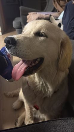 Golden Retriever Hündin sucht
