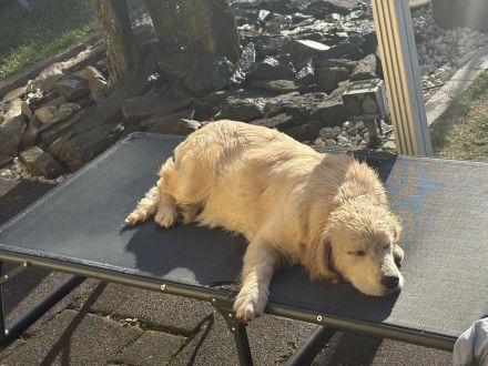 Golden Retriever Hündin sucht