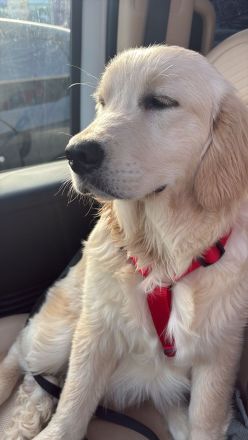 Golden Retriever Hündin sucht