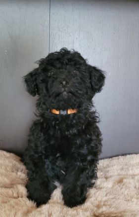 Traumhafte Cockapoos F1b Laboklin getestet suchen neuen Kuschelplatz