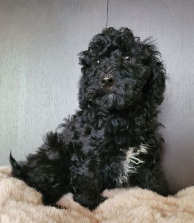 Traumhafte Cockapoos F1b Laboklin getestet suchen neuen Kuschelplatz