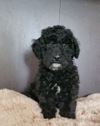 Traumhafte Cockapoos F1b Laboklin getestet suchen neuen Kuschelplatz