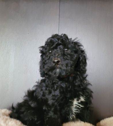 Traumhafte Cockapoos F1b Laboklin getestet suchen neuen Kuschelplatz