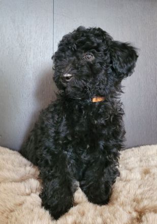 Traumhafte Cockapoos F1b Laboklin getestet suchen neuen Kuschelplatz