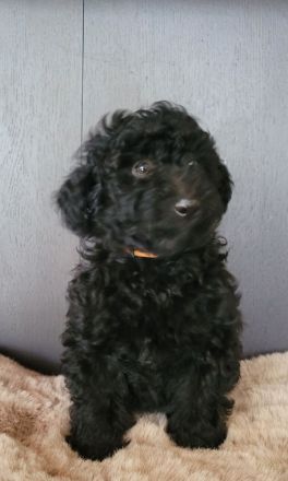 Traumhafte Cockapoos F1b Laboklin getestet suchen neuen Kuschelplatz