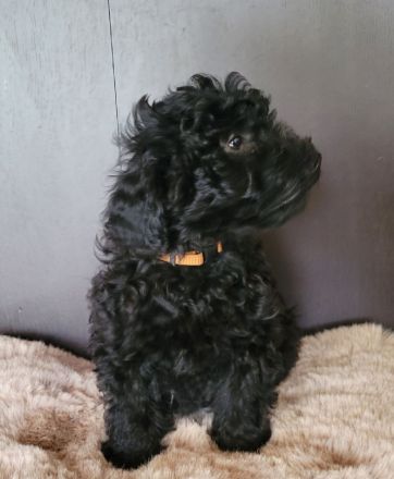 Traumhafte Cockapoos F1b Laboklin getestet suchen neuen Kuschelplatz