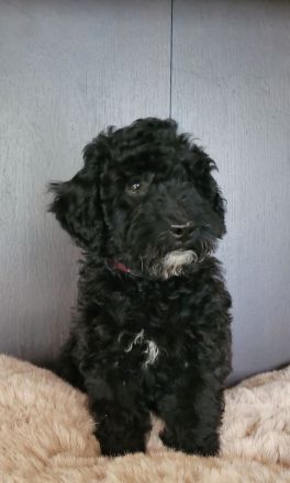 Traumhafte Cockapoos F1b Laboklin getestet suchen neuen Kuschelplatz