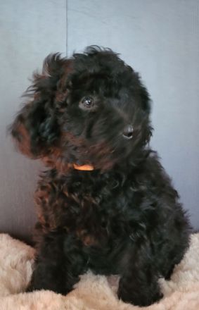 Traumhafte Cockapoos F1b Laboklin getestet suchen neuen Kuschelplatz