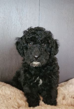 Traumhafte Cockapoos F1b Laboklin getestet suchen neuen Kuschelplatz