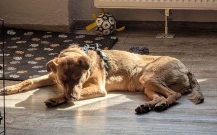 Elsie sucht ihr Für-Immer-Zuhause