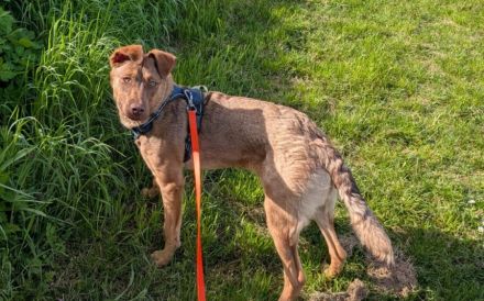 Elsie sucht ihr Für-Immer-Zuhause