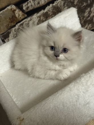 Ragdoll Katze zur Adoption