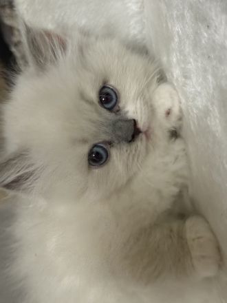 Ragdoll Katze zur Adoption