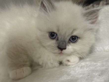 Ragdoll Katze zur Adoption