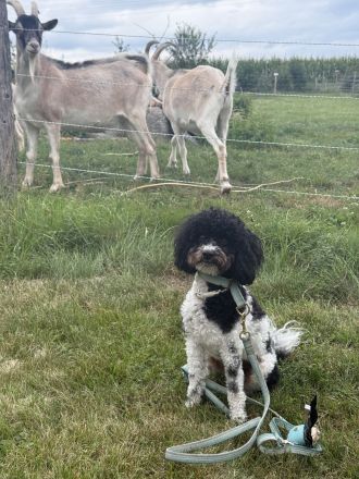 VDH Deckrüde Harlekin Zwergpudel – Bruno