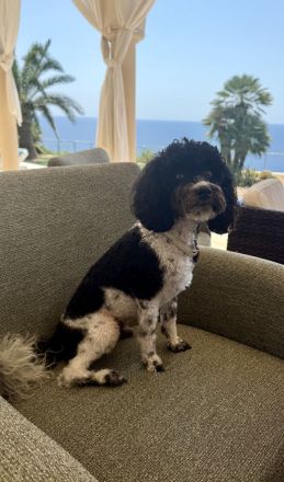 VDH Deckrüde Harlekin Zwergpudel – Bruno