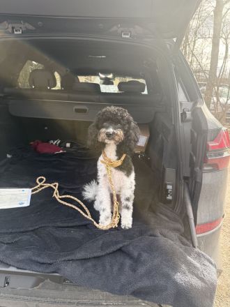 VDH Deckrüde Harlekin Zwergpudel – Bruno