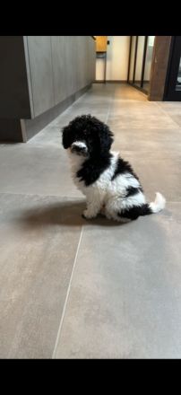 VDH Deckrüde Harlekin Zwergpudel – Bruno