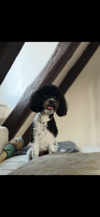 VDH Deckrüde Harlekin Zwergpudel – Bruno