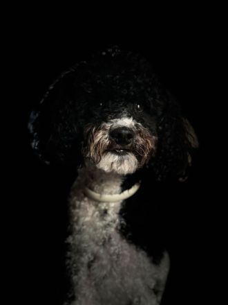 VDH Deckrüde Harlekin Zwergpudel – Bruno