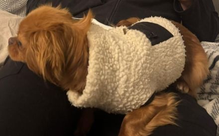 Bambina - menschenbezogen und verschmust