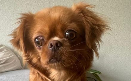 Bambina - menschenbezogen und verschmust