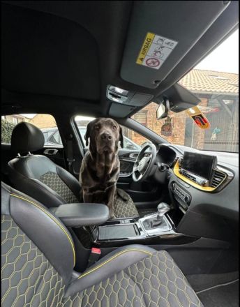 Wunderschöne Labradorwelpen suchen ein Zuhause