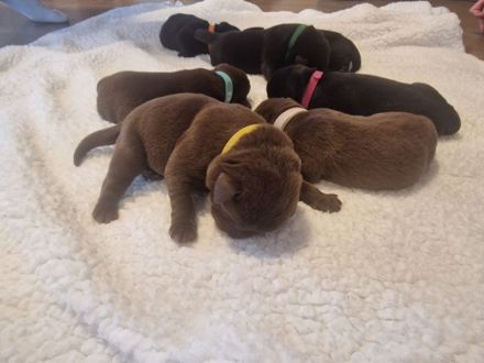 Wunderschöne Labradorwelpen suchen ein Zuhause