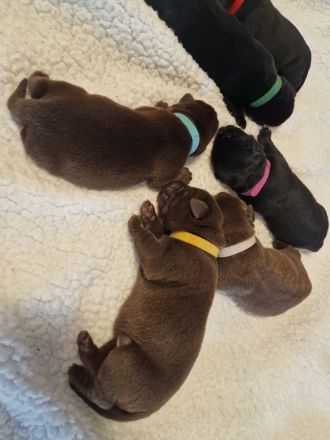 Wunderschöne Labradorwelpen suchen ein Zuhause