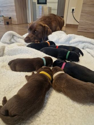 Wunderschöne Labradorwelpen suchen ein Zuhause