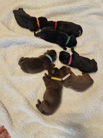 Wunderschöne Labradorwelpen suchen ein Zuhause